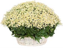Цветочная композиция из Ромашки в корзине #REPLACE_PRED# Курилловке